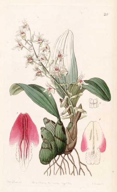 Eria bractescens by Miss Drake